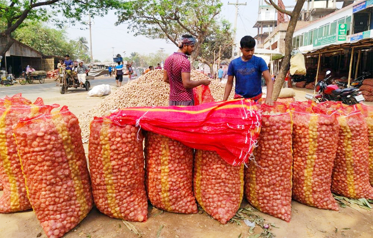 রাজশাহীতে রেকর্ড পরিমাণ বেড়েছে পেঁয়াজের চাষ। ফলন ভালো হওয়ায় আশানুরূপ মুনাফার আশা করছেন চাষিরা। ছবি: ফয়সাল আহমেদ