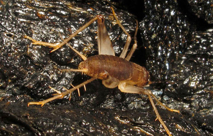 দড়ির সাহায্য ছাড়া নামা সম্ভব নয় এখানে। নামলেও বিপদ। কারণ সেই গর্তের ভিতর নানা রকম বিষাক্ত পোকামাকড়, ইঁদুরের বাস।