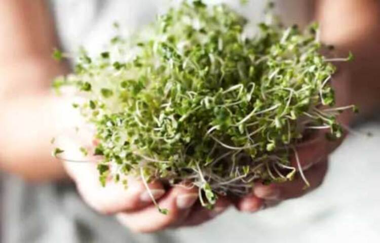 পাঁচ দিন পর্যন্ত এই একই কাজ করতে হবে। এরপর দেখা যাবে ছোট্ট ছোট্ট মেথি থেকে বেরিয়ে এসেছে অঙ্কুর। সব ক্ষেত্রেই একটি কথা মাথায় রাখতে হবে- প্রতিদিন যেন ভালো করে ধোওয়া হয় মেথিকে।