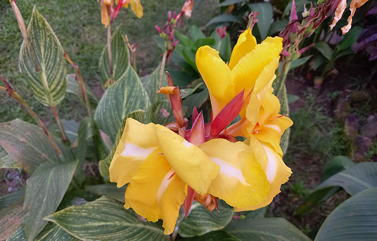 এর পাশেই দেখা মিলবে রেড পানামা রোজের। পানামা রোজ সাধারণত হলুদ হলেও এই লাল রঙের জাতটি বিরল। ছবি: সোহাগ ফেরদৌস