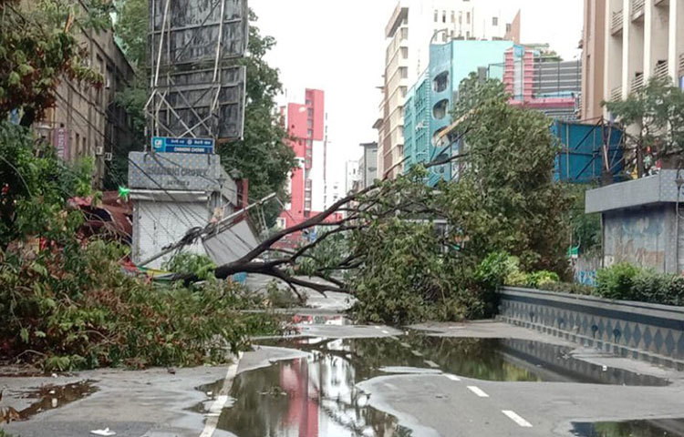 চাঁদনি চকেই শিকড় থেকে উপড়ে পড়ছে এই গাছটি। তখনও শুরু হয়নি সরানোর কাজ।