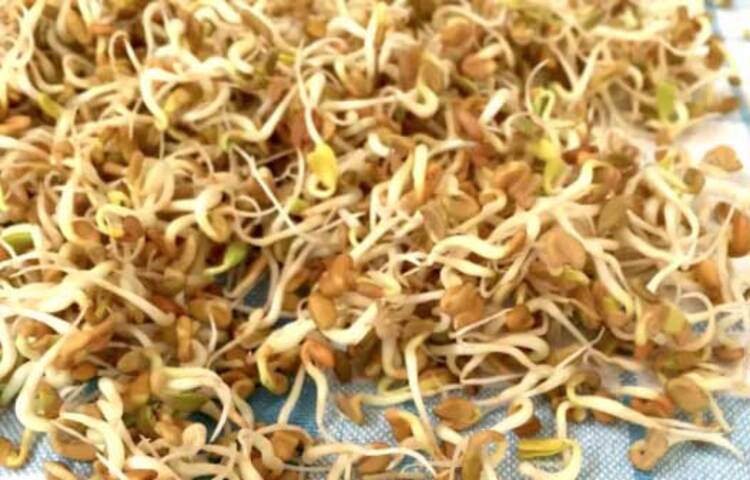 অঙ্কুরোগদগম হয়ে গেলে একটি এয়ার টাইট কন্টেনারের মধ্যে অঙ্কুরিত মেথিকে রেখে দিতে হবে। এই অবস্থায় এক সপ্তাহ পর্যন্ত থাকতে পারে মেথি। এবার এই অঙ্কুরিত মেথি দিয়ে নানা রকমের সালাদ, চাট মশলা বানানো যেতে পারে। অঙ্কুরিত মেথি মুড়ির সঙ্গেও খাওয়া যেতে পারে।