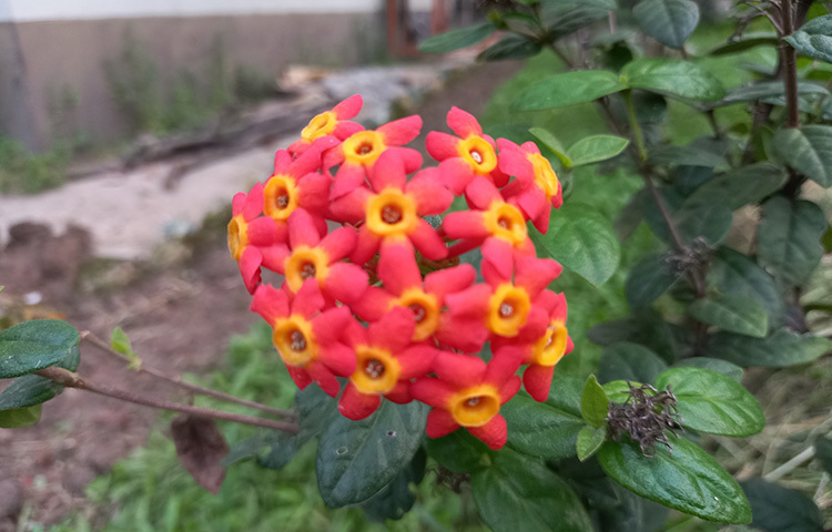 হলের পূর্ব পাশেই দেখা মিলবে এই হলুদ কলাবতী ফুলের। ছবি: সোহাগ ফেরদৌস