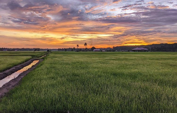 এ ব্যাপারে বিদ্যাধরন বলেছেন, ‘প্রতি বছর ধান চাষ থেকে খুব সামান্য লাভ হত। সব খরচ বাদ দিয়ে আমার দশ হাজার টাকা মতো থাকত। ২০১১ তে আমি পুরোপুরি ভাবে চাষ বন্ধ করে দিই।’