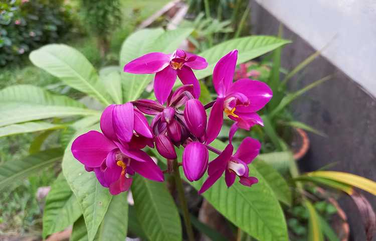 বেগুনি রঙের এই ফুলটির নাম গ্রাউন্ড অর্কিড। বাহারি এই ফুলটি ফুটেছে হাউসের পূর্ব দেয়াল সংলগ্ন একটু আড়ালেই। কারণ এ ফুল ভিজা মাটিতে এবং একটু ছায়ায় জন্মে। ছবি: সোহাগ ফেরদৌস