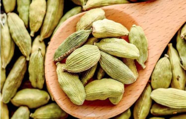 এলাচের রয়েছে অনেক ঔষধি গুণ। তাই সারা বছর নিয়ম করে এলাচ খেলে বিভিন্ন অসুখ থেকে দূরে থাকবেন। ছবি: সংগৃহীত