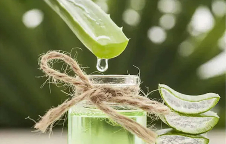 অ্যালোভেরায় প্রচুর অ্যান্টিঅক্সিড্যান্ট আছে। ফলে এটি ক্যালরি খরচ করতে এবং ডিটক্সিফাই করতে সাহায্য করে। ওজন হ্রাসের জন্য নানাভাবে অ্যালোভেরা ব্যবহার করা যায়। ছবি: সংগৃহীত