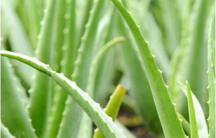 প্রতিদিন প্রতিবার খাওয়ার ১৪ মিনিট আগে ১ চামচ করে অ্যালোভেরা জুস পান করুন। এতে আপনার ওজন দ্রুত কমবে। ছবি: সংগৃহীত