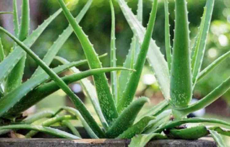 রোজের ডায়েটে এই প্রকৃতিক উপাদানটিকে রাখলে দেখবেন কখনও শরীরে কোনো চোট-আঘাত লাগলে সেই ক্ষত সারতে সময় লাগবে না।