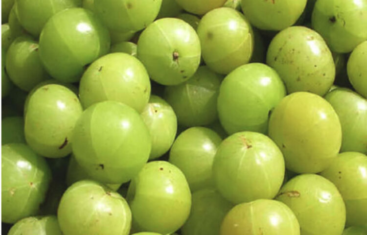 এখনো ভ্যাকসিন আবিষ্কার হয়নি, কাজেই করোনা ভাইরাসের কবল থেকে বাঁচার একমাত্র উপায় শরীরের রোগ প্রতিরোধ ক্ষমতা বা ইমিউনিটি বাড়িয়ে তোলা। খুব সাধারণ, সহজলভ্য আমলকিতে রয়েছে ইমিউনিটি বাড়ানোর চাবিকাঠি। করোনার সময়ে ভিটামিন-সি সমৃদ্ধ এই ফল কিংবা ফলের রস নিয়মিত খান।