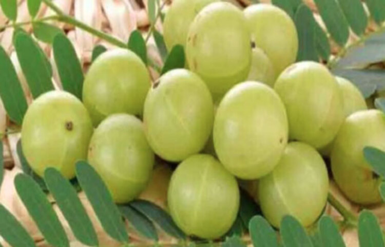 শীতকালে নানা সংক্রমণ, ভাইরাল ফিবারের পাশাপাশি শ্বাসকষ্ট, হাঁপানি, হার্ট অ্যাটাক, হাই ব্লাড প্রেসারসহ একাধিক সমস্যা দেখা দেয়। এর জন্য অনেকাংশেই দায়ি থাকে বায়ুদূষণ। বলা বাহুল্য, শীতে আবার বাতাসে দূষণের মাত্রা বেড়ে যায়। তাই এই সময়ে এমন কিছু ফল ও সবজি খাওয়া উচিত, যাতে অ্যান্টিঅক্সিড্যান্ট ও প্রচুর পরিমাণে অ্যান্টি-ইনফ্ল্যামেটরি উপাদান রয়েছে।