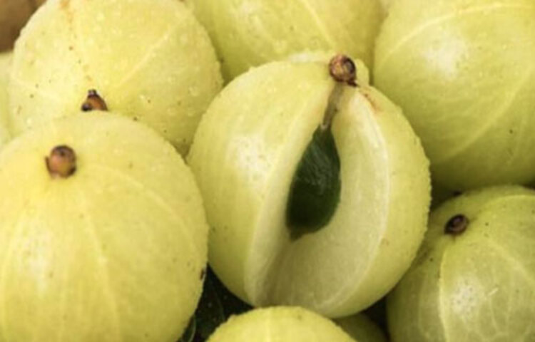 এতে লিভার ভাল থাকার পাশাপাশি ব্লাড প্রেসারের মাত্রাও নিয়ন্ত্রণে থাকে। প্রচুর পরিমাণে ভিটামিন সি থাকায় ত্বক, চুল ঠিক তো থাকেই, পাশাপাশি দ্রুত বয়সবৃদ্ধি রোধ থেকে শুরু করে রোগপ্রতিরোধক্ষমতা বৃদ্ধি ও সেলুলার ড্যামেজও রোধ করতে পারে আমলকি। সর্বোপরি শ্বাসযন্ত্র ভালো রাখে এই ফল। তাই দূষণ বা সংক্রমণের বিরুদ্ধে লড়তে পারে আমাদের ফুসফুস।