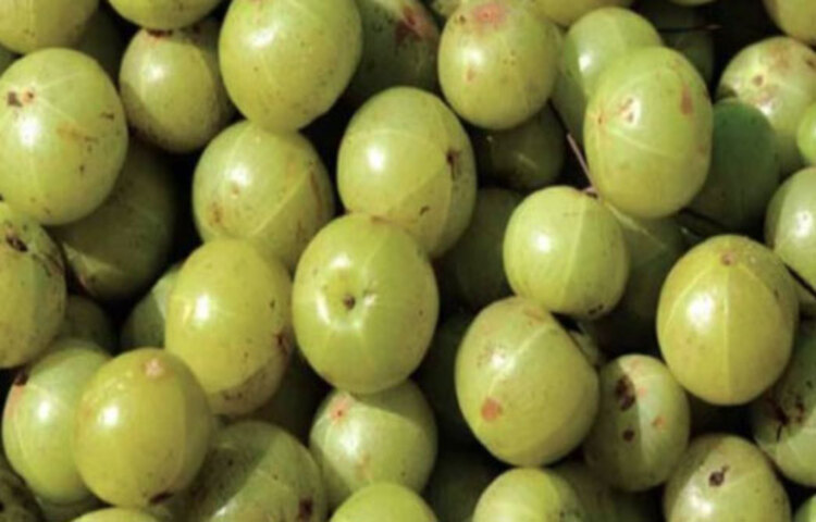 জুস বা অন্য কোনোভাবে খাওয়ার থেকে আমলকি চিবিয়ে খাওয়াই ভালো। এই শীতের সময়ে বেশি পরিমাণে পাওয়া যায় আমলকি। তাই শীতের সময়ে যখন ফলন বেশি হচ্ছে, তখন গোটা ফল খাওয়ার সুযোগ নিতে হবে। প্রতিদিন সকালে খালি পেটে ১-২টি আমলকি খাওয়া যায়। এতে সব চেয়ে বেশি উপকার হয়। তবে দিনে দু'-একটির বেশি আমলকি খাওয়া ঠিক নয়। কারণ এতে প্রচুর পরিমাণে ভিটামিন সি থাকে। এর কারণে কোষ্ঠকাঠিন্য হতে পারে।