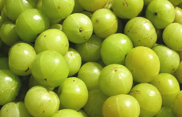 আমলকি টক হওয়ায়, অনেকেই এটি কাঁচা খেতে পারেন না। এই টকভাব কমাতে আমলকিকে ছোট ছোট করে কেটে নিয়ে একটু লবণ, মরিচ মিশিয়ে খাওয়া যায়। অল্প লবণ ও হলুদ দিয়ে আমলকি ফুটিয়ে নেওয়া যায়। এ ছাড়াও আমলকির চাটনি বানালেও মন্দ লাগবে না।