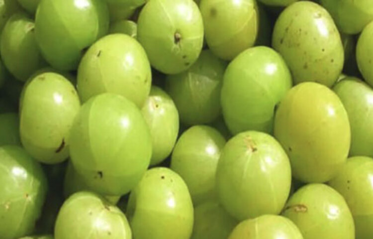 তবে কিছু ক্ষেত্রে ফলটিকে এড়িয়ে যাওয়া ভালো। যদি কোনো সার্জারি হয়ে থাকে বা কোনও বøাড থিনিংয়ের ওষুধ খান কেউ, তা হলে চিকিৎসকের পরামর্শ নিয়ে আমলকি খাওয়াটাই বুদ্ধিমানের কাজ হবে। অন্তঃসত্ত্বা বা যারা বাচ্চাকে স্তন্যপান করাচ্ছেন, তাদেরও আমলকি এড়িয়ে যাওয়া ভালো।