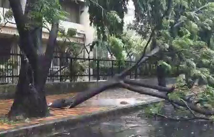 রাস্তায় রাস্তায় উপড়ে গিয়েছে গাছ, পড়ে গিয়েছে সিগন্যাল পোস্ট।