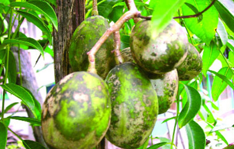 আমড়ায় রয়েছে প্রচুর ভিটামিন সি। ক্যালসিয়াম সমৃদ্ধ আমড়া মুখের রুচি ফেরায়, ভালো হয় স্কার্ভি রোগও।