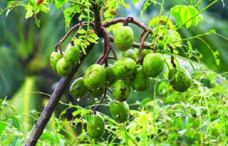 খাওয়ার ইচ্ছা বৃদ্ধি পায়। অসুস্থতার কারণে মুখের চলে যাওয়া রুচি ফিরে পাওয়া যায়।