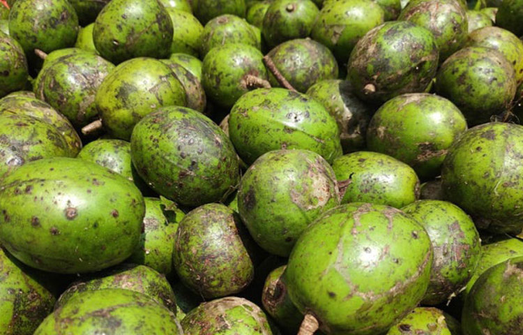 আমড়ায় অ্যান্টি অক্সিডেন্ট থাকায় নানান রকমের ঘাত প্রতিঘাত থেকে রক্ষা করে।