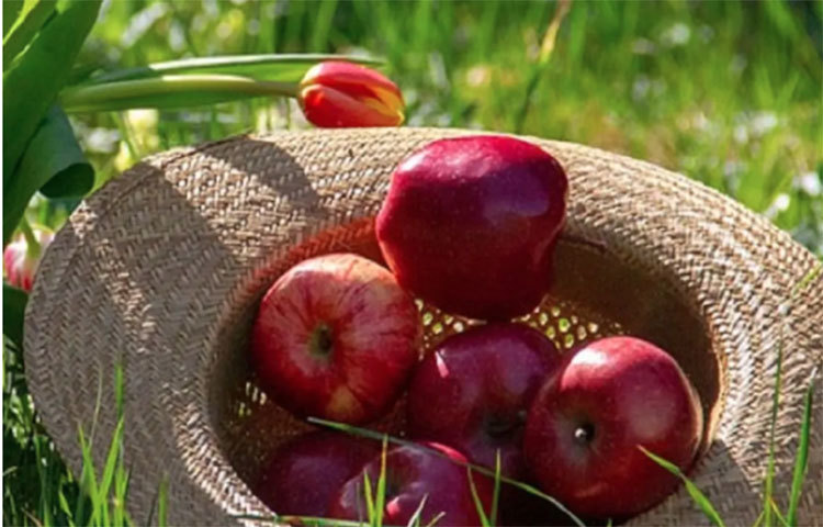 আপেলের গুণাগুণ সম্পর্কে কমবেশি সব মানুষের ধারণা রয়েছে। তবে সম্প্রতি আপেলের সম্পর্কে চমকপ্রদ তথ্য তুলে ধরেছেন বিজ্ঞানীরা। সেখানে দেখা যাচ্ছে টাইপ টু ডায়াবেটিসকে দূরে রাখতে আপেল অবিশ্বাস্য ভূমিকা নিতে পারে।