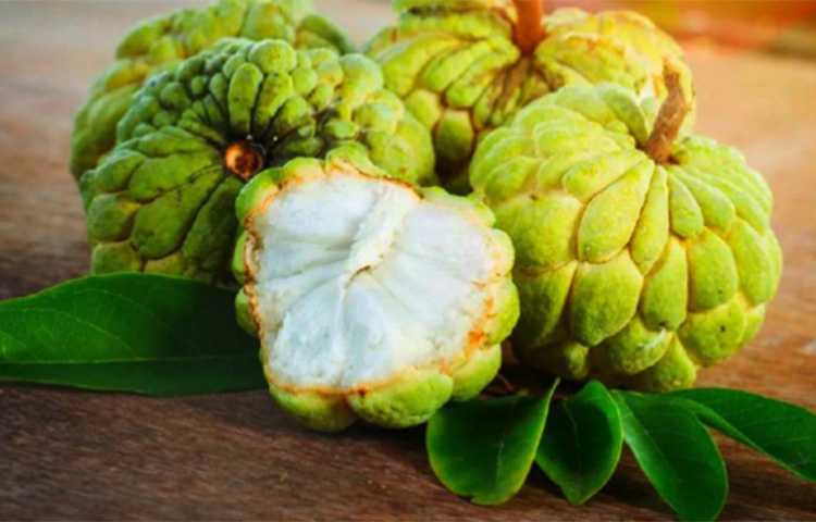 ভারতীয় পুষ্টিবিদ রুতুজা দ্বিবেকর সব সময় মৌসুমী ফল খাওয়ার জন্য উপদেশ দেন। এরই ধারাবাহিকতায় তিনি আতা ফল খাওয়ার উপর গুরুত্ব আরোপ করেছেন। আতা ফল আলসার দূর করে। গ্যাস অম্বলের সমস্যাতেও বেশ উপকারী আতা। মাইক্রোনিউট্রিয়েন্স থাকার কারণে আতা খেলে ত্বক নরম হয়। ছবি: সংগৃহীত