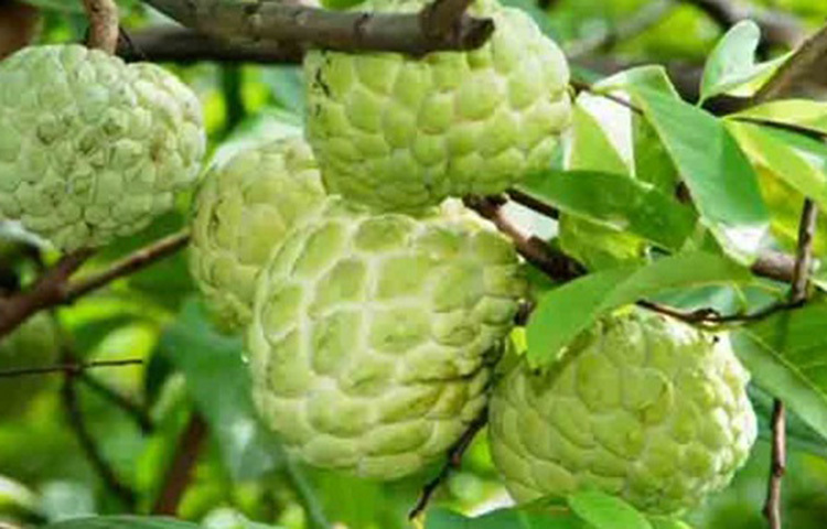 আতায় প্রচুর আয়রন আছে। ফলে শরীরে হিমোগ্লোবিনের মাত্রা বাড়ানোর জন্যও এই ফল কার্যকর। ছবি: সংগৃহীত