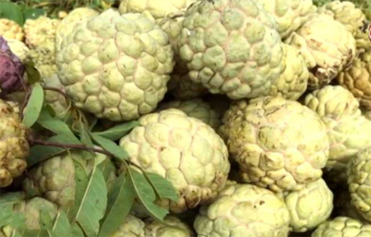 আতায় অ্যান্টি অবসিয়োজেনিক, অ্যান্টি ডায়াবেটিস এবং অ্যান্টি ক্যানসার উপাদান আছে। তাই এটি ক্যানসার রোগীদের ডায়েটে এই ফল রাখতে বলেছেন রুতুজা। ছবি: সংগৃহীত