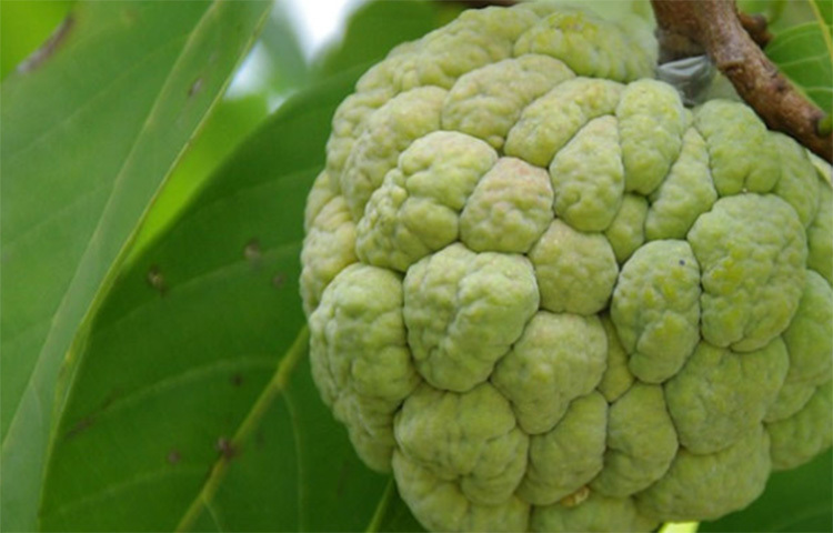 যারা শরীরের ওজন কমাতে চাইছেন, তারাও খেতে পারেন আতা। তবে এই ফলে ক্যালরি বেশি, তাই ডায়েটিং-এক ক্ষেত্রে একবারে পুরোটা না খেয়ে আংশিক আতা খাওয়াই ভালো। ছবি: সংগৃহীত