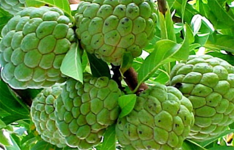 প্রচুর ফাইবার থাকায় কোষ্ঠকাঠিন্য দূর করে আতা। সুস্বাদু এই ফলে প্রচুর পটাশিয়াম ও ম্যাগনেসিয়াম আছে। তাই উচ্চরক্তচাপ রোগীদের ক্ষেত্রে আতা কার্যকর। ছবি: সংগৃহীত