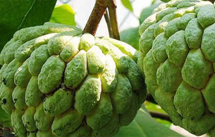 ভিটামিন সি এবং অ্যান্টি অক্সিড্যান্ট বেশিমাত্রায় থাকে বলে রোগ প্রতিরোধ ক্ষমতা বৃদ্ধি পায় আতায়। সংক্রমণের বিরুদ্ধে লড়াই করার ক্ষমতাও বাড়ে। ছবি: সংগৃহীত