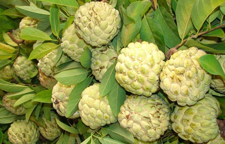 ম্যাগনেসিয়াম বেশি থাকায় আতার খাদ্যগুণে মজবুত হয় পেশি। কমে যায় জয়েন্ট পেইন বা গাঁটের ব্যথা। ছবি: সংগৃহীত