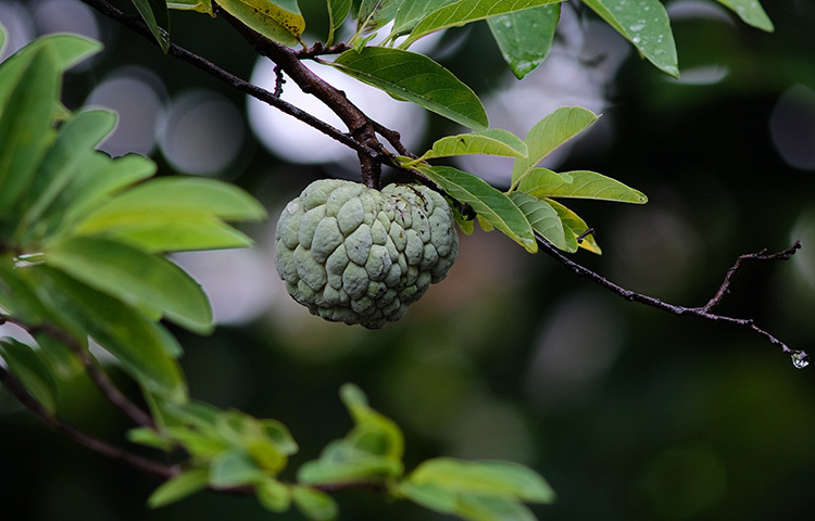 ভিটামিন সি ও অ্যান্টিঅক্সিড্যান্ট বেশি থাকে আতায়। ফলে স্ক্যাল্পে সেবাম উৎপাদন নিয়ন্ত্রিত হয়। ফলে চুল ঝলমলে হয়। কমে যায় চুল পড়ার সমস্যাও। শরীর থেকে টক্সিন বের করে দেয় আতার পুষ্টিগুণ। ফলে পরিপাক ক্রিয়ায় সুবিধা হয়। ছবি: সংগৃহীত