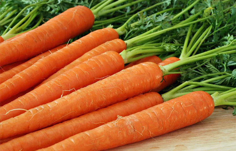 গাজর তার ঔষধি বৈশিষ্ট্যের জন্য বেশ সুপরিচিত। গাজর রোগপ্রতিরোধ প্রক্রিয়াকে উন্নত করে এবং ব্যাকটেরিয়া ও ভাইরাস দূরে রাখে। গাজর সিদ্ধ করে, চটকিয়ে ৬ মাসের বেশি বয়সী শিশুদের খাওয়ান। ছবি: সংগৃহীত