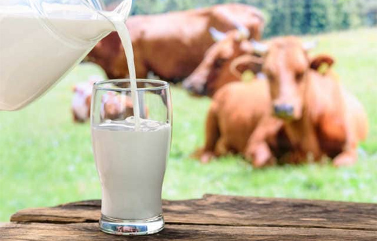 গরুর দুধ: সর্দি-কাশি হলে গরুর দুধ খাওয়াবেন না। দুগ্ধজাত খাবার যেমন চিজ, পনির অথবা সোয়া মিল্ক খাওয়াতে পারেন। খেয়াল করবেন, আপনার বাচ্চার ল্যাকটোজ ইনটলারেন্স হচ্ছে কি না, সেক্ষেত্রে চিকিৎসকের পরামর্শ নিন। ছবি: সংগৃহীত