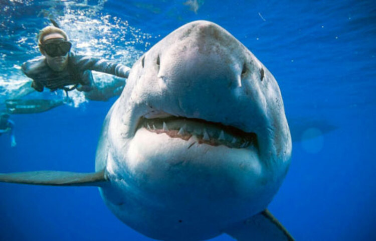 খাঁচা ছাড়া হাঙর ডাইভিং: হাঙর মানুষ খাওয়া পছন্দ করে না। যে জিনিসগুলো চিনতে পারে না, তা কামড় দিয়ে পরীক্ষা করে, যা ডুবুরির জন্য বিপজ্জনক, যারা খাঁচা ছাড়া ডাইভ করেন। হয়তো বেয়ার গ্রিলস এখনো সেই দুঃসাহসিকতা দেখাতে পারেননি।