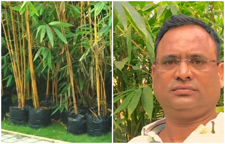 বাঁশ গাছের খুব একটা পরিচর্যাও করতে হয় না। চাষে পানিও খুব কম লাগে। পানি সঙ্কটের গ্রামে তাই বাঁশ চাষই হয়ে ওঠে তার কাছে আদর্শ। ঋণে ডুবে থাকা রাজশেখর আজ কোটিপতি। প্রতি বছরে বাঁশ চাষ থেকেই অন্তত ১ কোটি টাকা আয় করেন তিনি। তার নাম লোকের মুখে মুখে ফেরে। গ্রামবাসীরা এখন ‘ব্যর্থ’ রাজশেখরের কাছে বাঁশ চাষের পাঠ নিতে আসেন। ছবি: সংগৃহীত