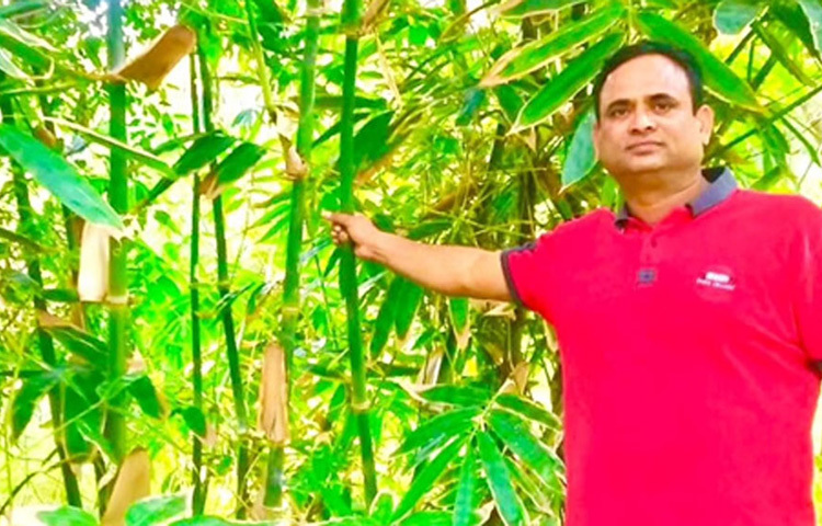 তার নাম রাজশেখর পাতিল। তার গ্রামে তিনি পরিচিত বাঁশ চাষি হিসাবে। এক সময়ে দেনায় ডুবে থাকা ভারতের এই নাগরিক শুধু বাঁশ চাষ করে আজ কোটিপতি। ছবি: সংগৃহীত