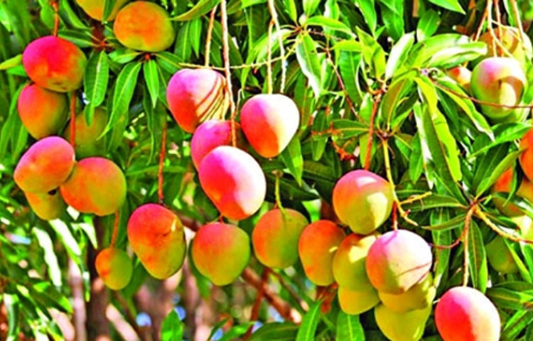 ফল চাষ ছিল লাভজনক। আম, জাম, সফেদার চাষ করতেন তিনি। তা থেকে দৈনিক ৫ থেকে ১০ হাজার টাকা আয় হত। ছবি: সংগৃহীত