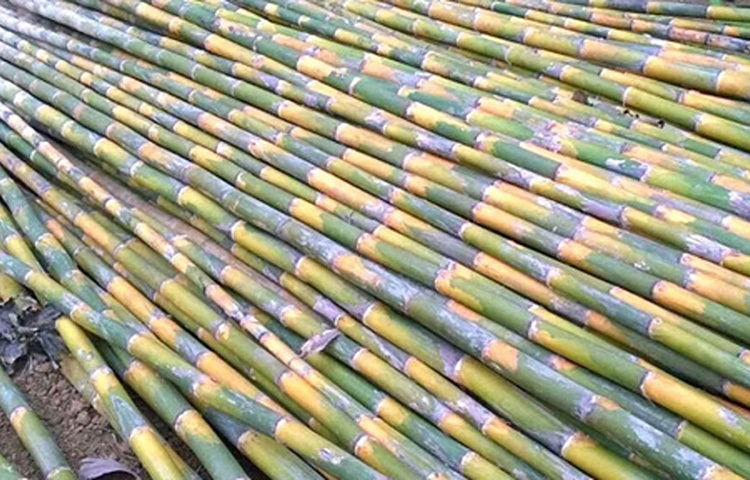 ‘রাজশেখর পাতিল বাম্বু’ নামে তার একটি ইউটিউব চ্যানেলও রয়েছে। তার গ্রাহক সংখ্যা ৮ হাজারেরও বেশি। কীভাবে বিভিন্ন প্রজাতির বাঁশ চাষ করে সাফল্য পাওয়া যাবে তা শেখান তিনি। ছবি: সংগৃহীত