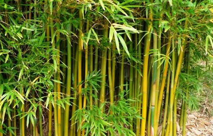 রাজশেখর তখন পড়াশোনা করছেন। দেনার ভার মাথায় নিয়েই তিনি পড়াশোনা শেষ করেন। তারপর স্বেচ্ছাসেবী সংস্থায় যোগ দেন। সেখান থেকে প্রতি মাসে ২ হাজার টাকা বেতন পেতেন। তবে এখন তিনি বাঁশ চাষ করে সফল। ছবি: সংগৃহীত