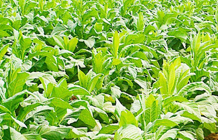 বছরে তিনি অন্তত ১ কোটি টাকা আয় করেন বাঁশ চাষ থেকে। তার উপর চাষের জমিতে ফল, সবজির মতো অন্যান্য ফসল তো রয়েছেই। ছবি: সংগৃহীত