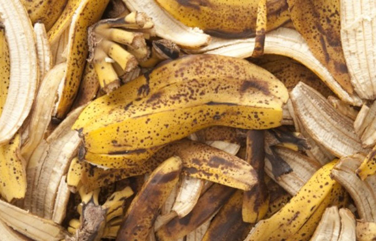 জুতা পলিশের পরিবর্তে ব্যবহার করতে পারেন কলার খোসা। প্রথমে জুতায় ময়লা লেগে থাকলে তা পরিষ্কার করে নিন। এবার পাকা কলার খোসার ভেতরের অংশটা দিয়ে জুতো ওপরে ঘষুন অন্তত ৫ মিনিট। দেখবেন চকচকে হয়ে উঠতে শুরু করেছে জুতা। এবার একটি পাতলা পরিষ্কার কাপড় দিয়ে জুতো জোড়া ভালো করে মুছে নিন। ছবি: সংগৃহীত