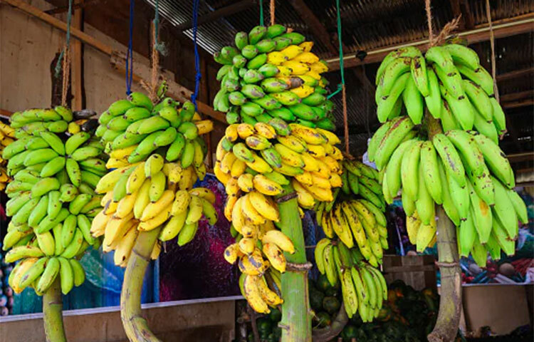 যদি একসঙ্গে বেশি কলা কেনেন, সব পুরো পাকা কলা কিনবেন না। আধাকাঁচা বা কিছুটা সবুজ কলা কিনুন। সেক্ষেত্রে এক একটি কলা এক এক সময় পাকবে এবং কলা পচবে না। ছবি: সংগৃহীত