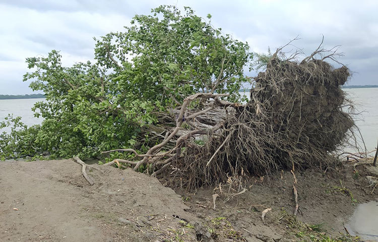 ঝড়ের আঘাতে উপড়ে পড়েছে গাছ। ছবি: মো. সাইফুল ইসলাম মিরাজ