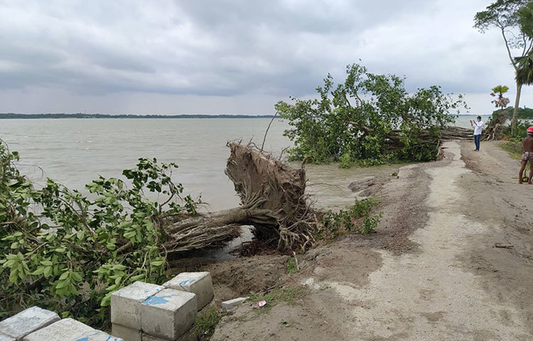 নদীর পাড়ের গাছ উপড়ে পড়েছে। ভেঙেছে নদীর কূল। ছবি: মো. সাইফুল ইসলাম মিরাজ