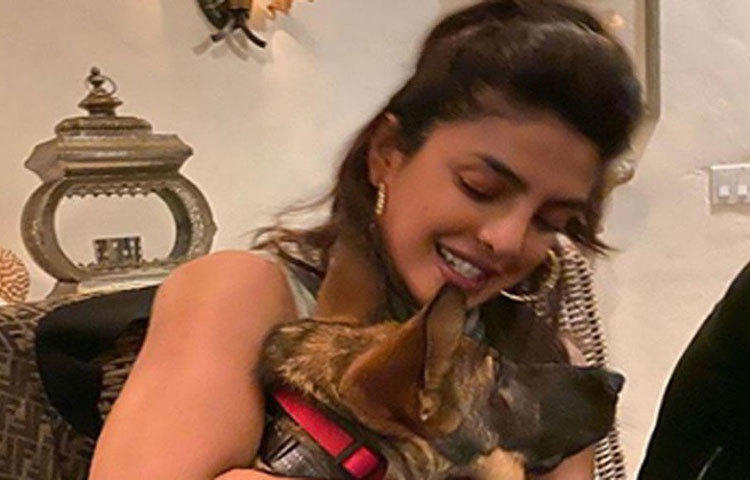 ব্যস্ত নায়িকা হলিডে মুডে। পোষ্য পুচ গিনোকে এই কয়দিন চুটিয়ে আদর করে নিচ্ছেন প্রিয়াঙ্কা। ইনস্টাগ্রামে সেই ছবি শেয়ার করে প্রিয়াঙ্কা লিখেছেন, ‘এই সময়ে বাড়িতে থাকাই সবচেয়ে নিরাপদ।’