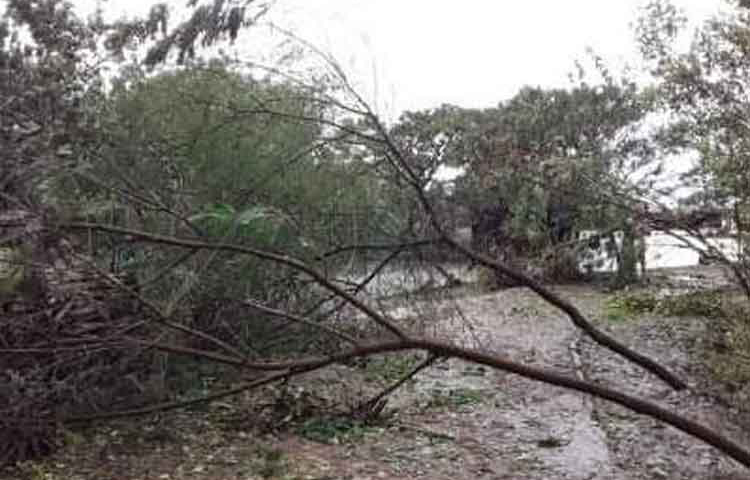 রাস্তাঘাটে গাছপালা উপড়ে পড়ে যোগাযোগ বিচ্ছিন্ন হয়ে গেছে। মাছের ঘের ভেসে গেছে।