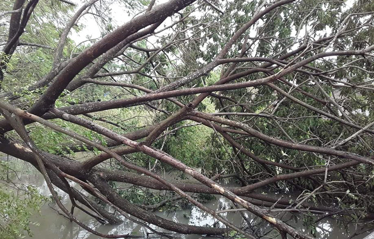বিপুল পরিমাণ গাছ ঝড়ের আঘাতে ভেঙ্গে পড়েছে। ছবি: আকরামুল ইসলাম