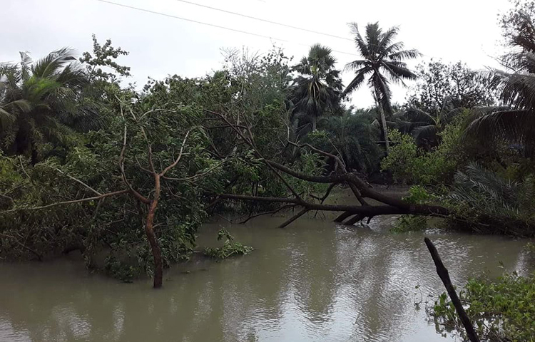 পুকুরের মধ্যে গাছ ভেঙ্গে পড়েছে। ছবি: আকরামুল ইসলাম