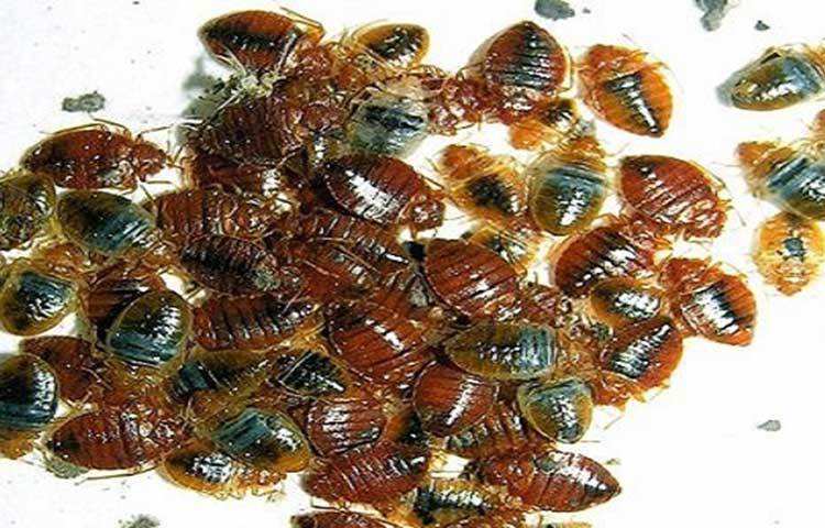 ঘরের যে স্থানে ছারপোকার বাস সেখানে ল্যাভেন্ডার অয়েল স্প্রে করুন। দুই থেকে তিন দিন ল্যাভেন্ডার অয়েল স্প্রে করলে ছারপোকা আপনার ঘর ছেড়ে পালাবে।